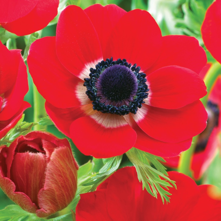 Anemone coronaria