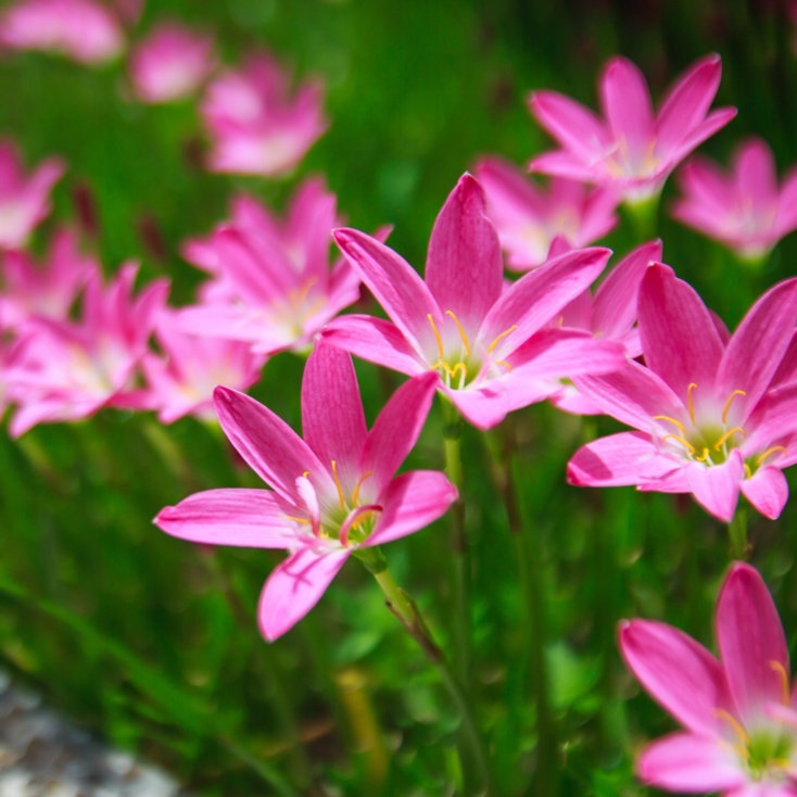 Zephyranthes